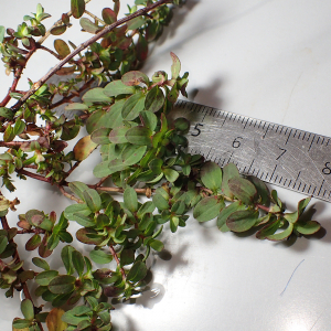 Photographie n°3114744 du taxon Hypericum perforatum L.