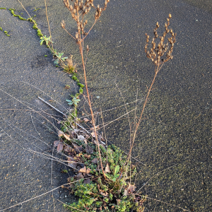 Photographie n°3114745 du taxon Hypericum perforatum L.