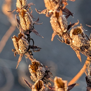 Photographie n°3114746 du taxon Hypericum perforatum L.