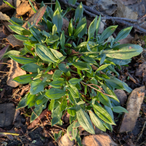 Photographie n°3114747 du taxon Rumex acetosella L.