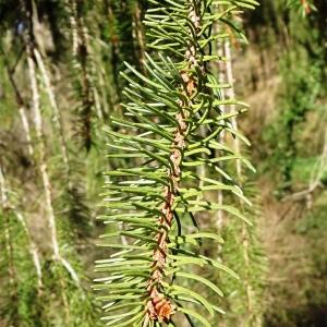 Photographie n°3114811 du taxon Picea abies (L.) H.Karst. [1881]