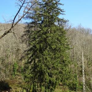 Photographie n°3114815 du taxon Picea abies (L.) H.Karst. [1881]