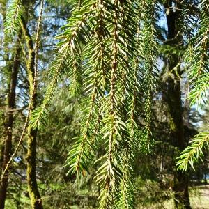 Photographie n°3114967 du taxon Picea abies (L.) H.Karst. [1881]