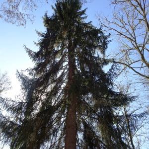 Photographie n°3114973 du taxon Picea abies (L.) H.Karst. [1881]