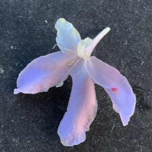 Photographie n°3115493 du taxon Scabiosa atropurpurea var. maritima (L.) Fiori [1903]