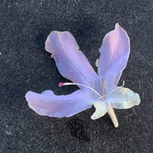 Photographie n°3115494 du taxon Scabiosa atropurpurea var. maritima (L.) Fiori [1903]