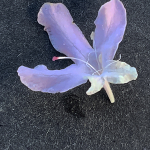 Photographie n°3115495 du taxon Scabiosa atropurpurea var. maritima (L.) Fiori [1903]