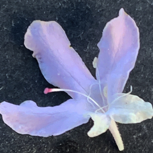 Photographie n°3115496 du taxon Scabiosa atropurpurea var. maritima (L.) Fiori [1903]