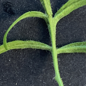 Photographie n°3115498 du taxon Scabiosa atropurpurea var. maritima (L.) Fiori [1903]