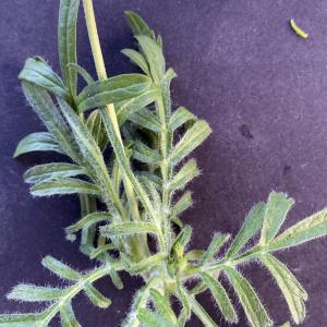 Photographie n°3115505 du taxon Scabiosa atropurpurea var. maritima (L.) Fiori [1903]