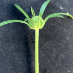 Photographie n°3115506 du taxon Scabiosa atropurpurea var. maritima (L.) Fiori [1903]
