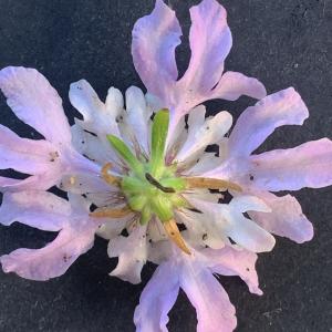 Photographie n°3115507 du taxon Scabiosa atropurpurea var. maritima (L.) Fiori [1903]