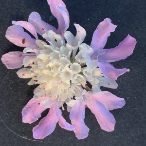 Photographie n°3115508 du taxon Scabiosa atropurpurea var. maritima (L.) Fiori [1903]