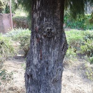  - Casuarina equisetifolia auct.