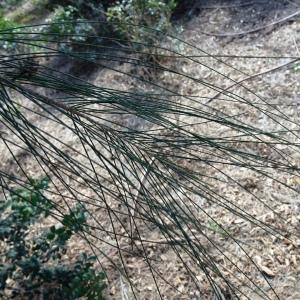  - Casuarina equisetifolia auct.