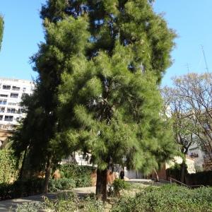 - Casuarina equisetifolia auct.
