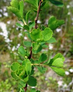 Alain Bigou, le 23 avril 2024 (La Salle (Combe de Fontenelles))