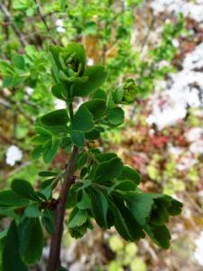 Alain Bigou, le 23 avril 2024 (La Salle (Combe de Fontenelles))