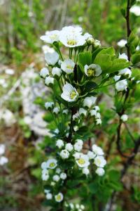 Alain Bigou, le 23 avril 2024 (La Salle (Combe de Fontenelles))