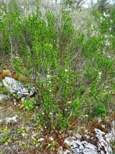 Alain Bigou, le 23 avril 2024 (La Salle (Combe de Fontenelles))