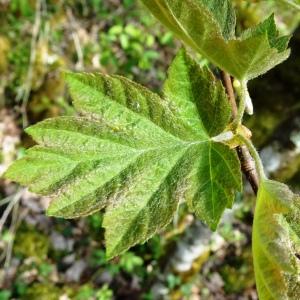 Photographie n°3117378 du taxon Sorbus torminalis (L.) Crantz [1763]