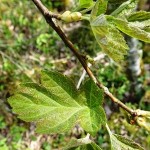 Photographie n°3117379 du taxon Sorbus torminalis (L.) Crantz [1763]