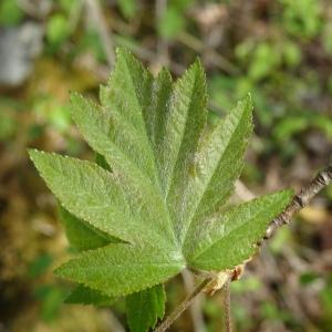 Photographie n°3117380 du taxon Sorbus torminalis (L.) Crantz [1763]