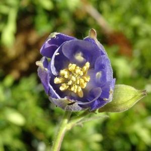 Photographie n°3117656 du taxon Aquilegia vulgaris L. [1753]