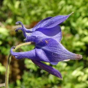 Photographie n°3117657 du taxon Aquilegia vulgaris L. [1753]