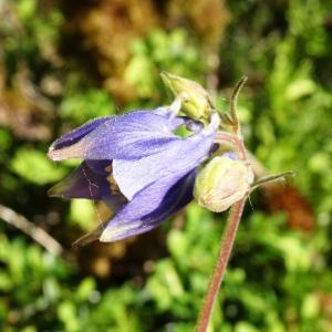 Photographie n°3117658 du taxon Aquilegia vulgaris L. [1753]