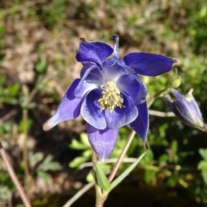 Photographie n°3117659 du taxon Aquilegia vulgaris L. [1753]