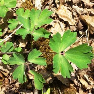 Photographie n°3117660 du taxon Aquilegia vulgaris L. [1753]