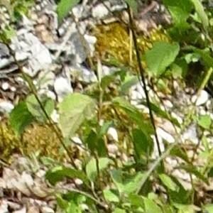 Photographie n°3117661 du taxon Aquilegia vulgaris L. [1753]