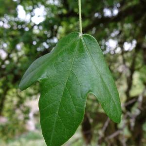 Photographie n°3117704 du taxon Acer monspessulanum L. [1753]