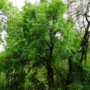 Photographie n°3117705 du taxon Acer monspessulanum L. [1753]