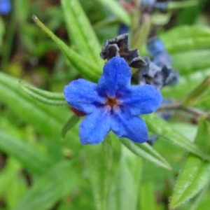 Photographie n°3119449 du taxon Buglossoides purpurocaerulea (L.) I.M.Johnst. [1954]