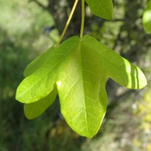 Photographie n°3119490 du taxon Acer monspessulanum L. [1753]