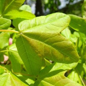Photographie n°3119491 du taxon Acer monspessulanum L. [1753]