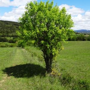 Photographie n°3119492 du taxon Acer monspessulanum L. [1753]