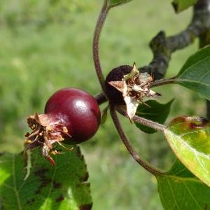 Photographie n°3119498 du taxon Malus sylvestris Mill. [1768]