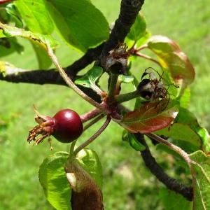 Photographie n°3119499 du taxon Malus sylvestris Mill. [1768]