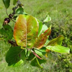 Photographie n°3119500 du taxon Malus sylvestris Mill. [1768]