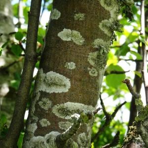 Photographie n°3119501 du taxon Malus sylvestris Mill. [1768]