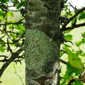 Photographie n°3119502 du taxon Malus sylvestris Mill. [1768]