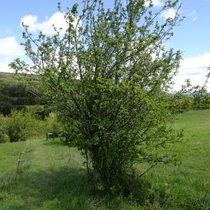 Photographie n°3119503 du taxon Malus sylvestris Mill. [1768]