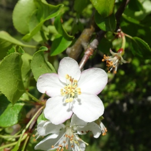 Photographie n°3119504 du taxon Malus sylvestris Mill. [1768]