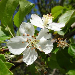 Photographie n°3119505 du taxon Malus sylvestris Mill. [1768]