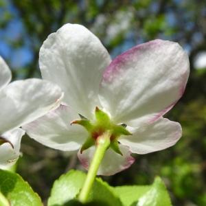 Photographie n°3119506 du taxon Malus sylvestris Mill. [1768]