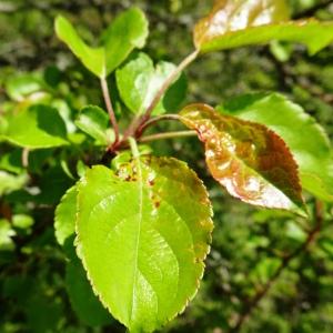 Photographie n°3119508 du taxon Malus sylvestris Mill. [1768]
