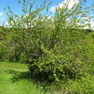 Photographie n°3119509 du taxon Malus sylvestris Mill. [1768]